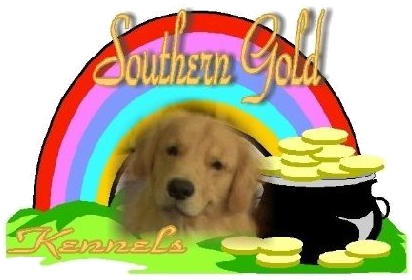 Southern Gold Kennels Golden Retrievers Pinellas Park Florida